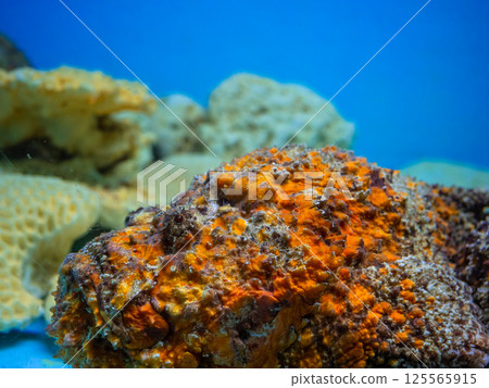 石魚偽裝成石頭 125565915