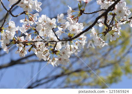 Cherry Blossom	 125565924