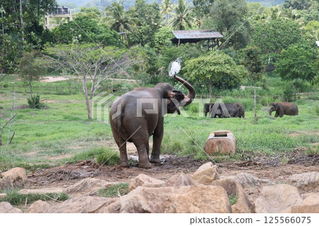 [Sri Lanka] Pinnawala Elephant Orphanage 125566075