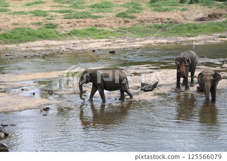[Sri Lanka] Pinnawala Elephant Orphanage 125566079
