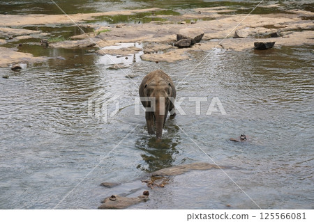 [斯里蘭卡] 品納維拉大象孤兒院 125566081
