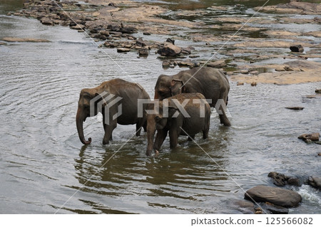 [斯里蘭卡] 品納維拉大象孤兒院 125566082