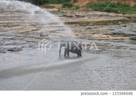 [斯里蘭卡] 品納維拉大象孤兒院 125566086