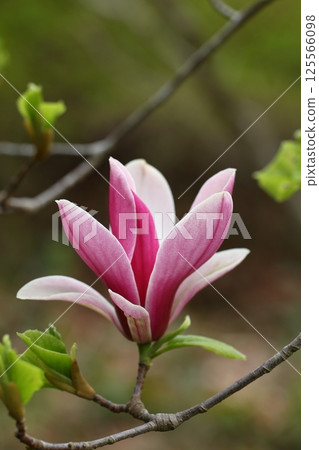 紅玉蘭花 125566098