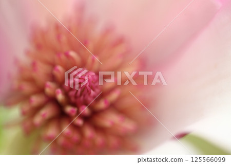 Red Magnolia Flower Red Magnolia Flower 125566099