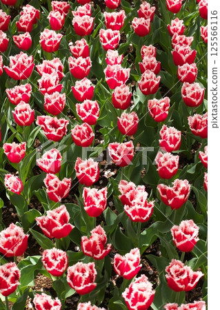 鬱金香花田背景素材 鬱金香花田背景素材 125566116