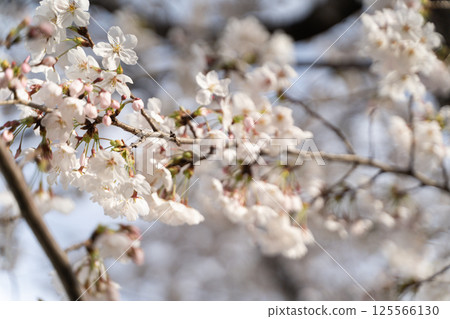 Cherry blossoms in full bloom stand out against the blue sky ④ Cherry blossoms in full bloom stand out against the blue sky ④ 125566130