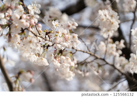 Cherry blossoms in full bloom stand out against the blue sky ⑥ 125566132