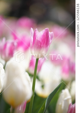 Spring flowers: pink tulips Spring flowers: pink tulips 125566138