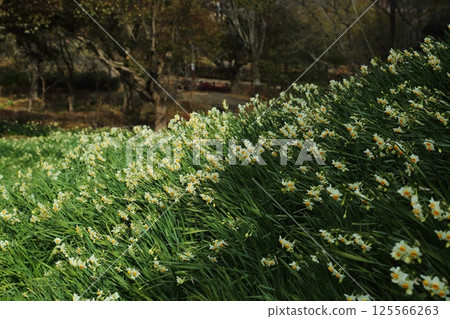 Daffodil flowerbed at Tomboike Park Daffodil flowerbed at Tomboike Park 125566263