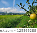 蘋果開始成熟 125566288
