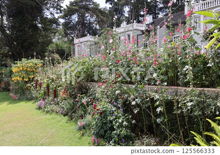 [斯里蘭卡] 花園 125566333