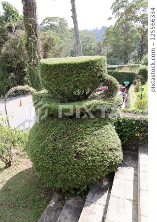 [Sri Lanka] Garden 125566334