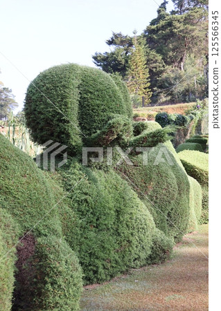 [Sri Lanka] Garden 125566345