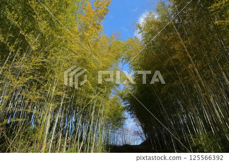 Bamboo forest at Tomboike Park Bamboo forest at Tomboike Park 125566392