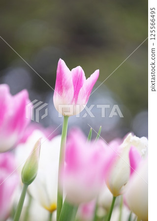 美麗的粉紅色鬱金香 美麗的粉紅色鬱金香 125566495