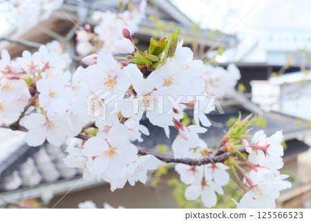 Cherry blossoms with pure white petals that stand out against the blue sky 125566523
