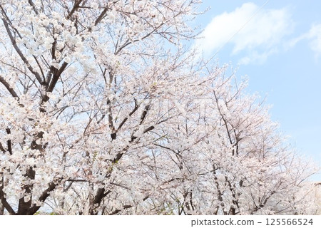 A row of cherry trees in full bloom under the spring sky 125566524