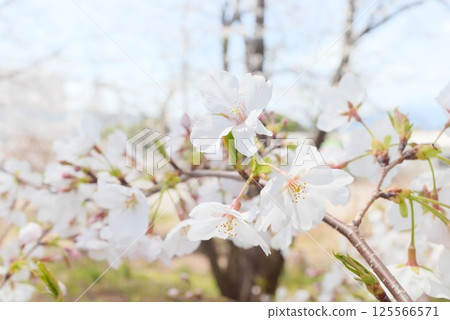 潔白花瓣的櫻花在藍天的襯托下格外引人注目 潔白花瓣的櫻花在藍天的襯托下格外引人注目 125566571