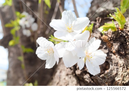 潔白花瓣的櫻花在藍天的襯托下格外引人注目 125566572