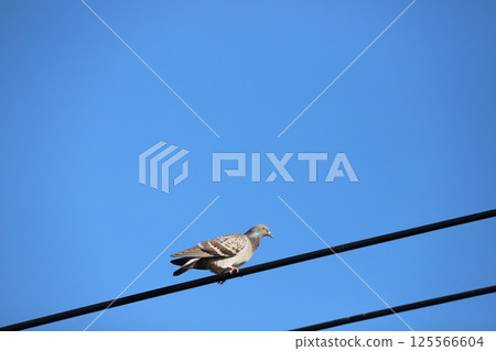 A flock of pigeons perched on an electric wire A flock of pigeons perched on an electric wire 125566604