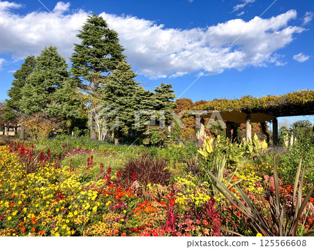 等等力綠地、紫藤架池畔 等等力綠地、紫藤架池畔 125566608