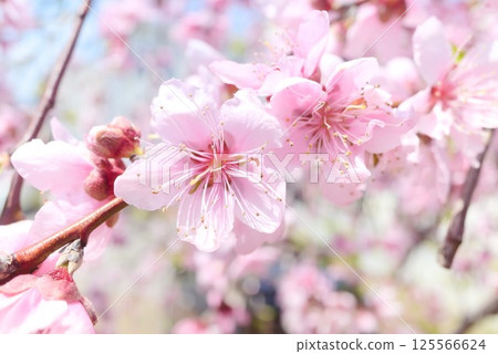 Pink cherry blossoms in full bloom Pink cherry blossoms in full bloom 125566624