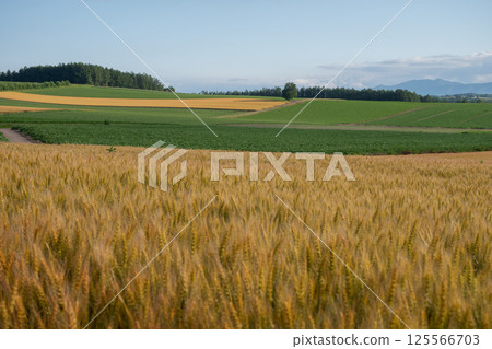 彩色麥田和夏季高地田 彩色麥田和夏季高地田 125566703