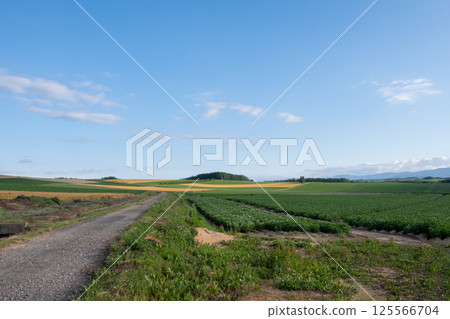 夏田耕作區及鄉村道路 夏田耕作區及鄉村道路 125566704