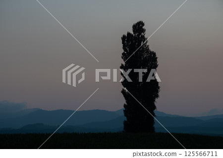 Beautiful dusk sky and poplar silhouette 125566711