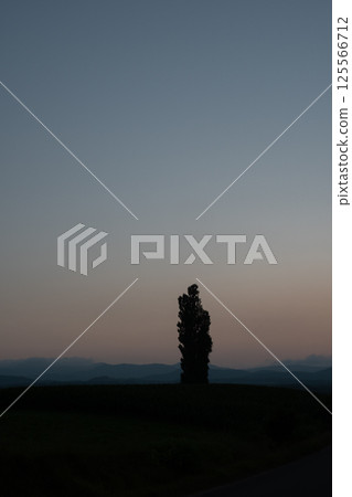 Beautiful dusk sky and poplar silhouette 125566712