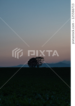 Beautiful sunset sky and the silhouette of an oak tree 125566713