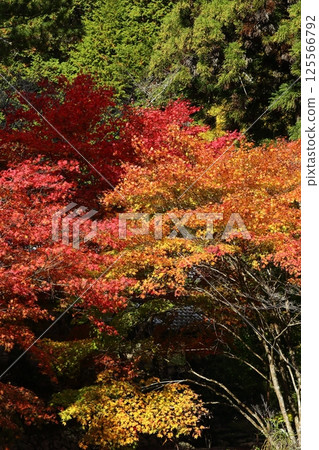 Autumn leaves of Ryu ga Temple Autumn leaves of Ryu ga Temple 125566792