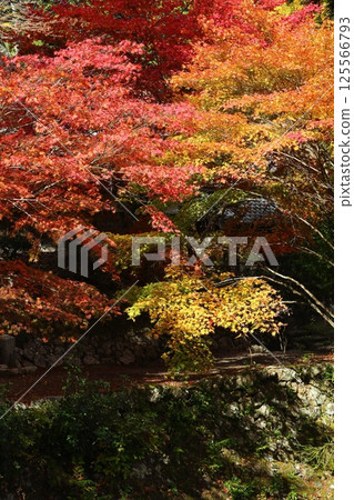 Autumn leaves of Ryu ga Temple Autumn leaves of Ryu ga Temple 125566793