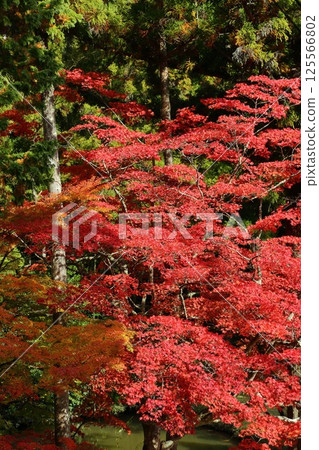 Autumn leaves of Ryu ga Temple 125566802