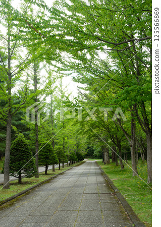 Early summer park Early summer park 125566869