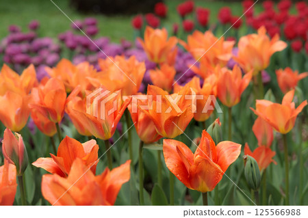 色彩繽紛的鬱金香在春日陽光下閃耀 125566988