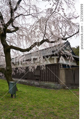 東京江戶城遺址的櫻花 125566999