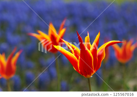 Colorful tulips shining in the spring sunshine Colorful tulips shining in the spring sunshine 125567016