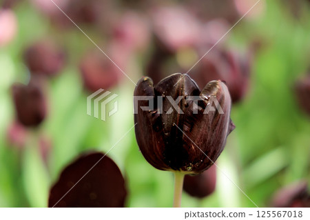 Colorful tulips shining in the spring sunshine Colorful tulips shining in the spring sunshine 125567018