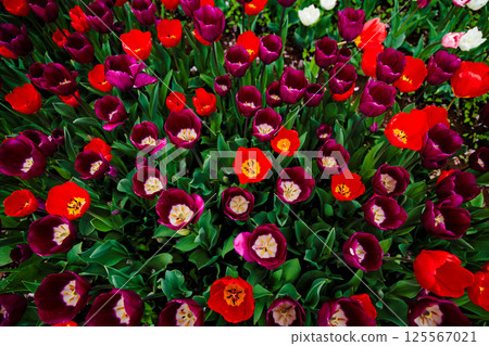 Colorful tulips shining in the spring sunshine 125567021