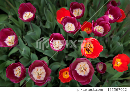 Colorful tulips shining in the spring sunshine 125567022
