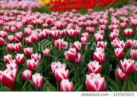 Colorful tulips shining in the spring sunshine Colorful tulips shining in the spring sunshine 125567023
