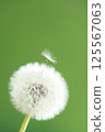 Dandelion down 125567063