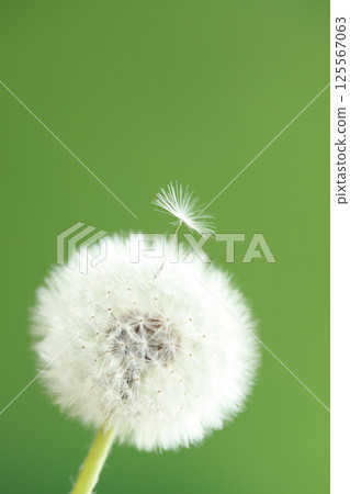 Dandelion down Dandelion down 125567063