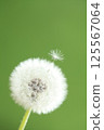 Dandelion down 125567064