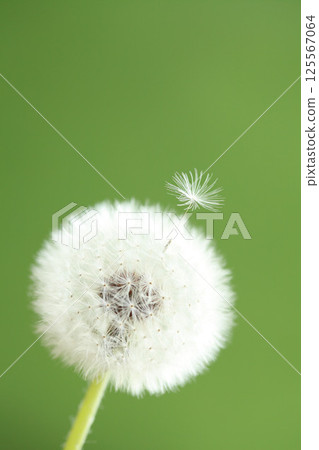 Dandelion down Dandelion down 125567064