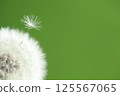 Dandelion down 125567065