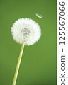 Dandelion down 125567066