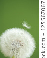 Dandelion down 125567067